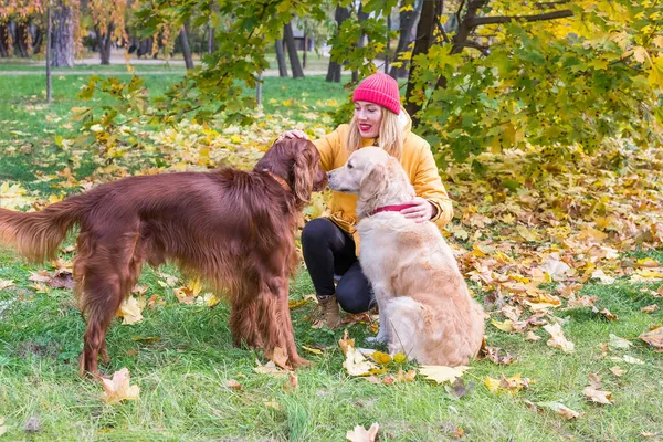 Молодая Женщина Ходит Двумя Собаками Среди Желтых Осенних Листьев — стоковое фото