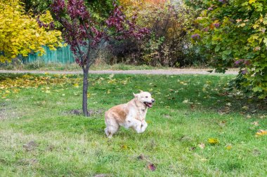 Sonbahar parkında sarı yaprakların arasında bir av köpeği. Uzaktan görüntüle.