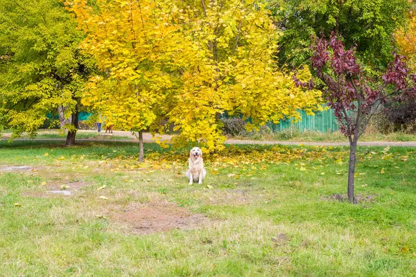 Ретривер Осінньому Парку Серед Жовтого Листя Вид Здалеку — стокове фото