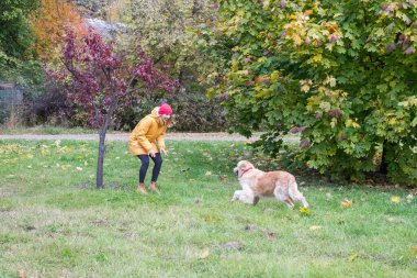 woman with her retriever in the autumn park. A young woman calls a dog to her. Walking the dog.