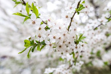 İlkbaharın başlarında kiraz eriği veya kirazdan oluşan beyaz çiçek dalları. İnanılmaz doğal bahar bayrağı ya da tebrik kartı, kartpostal, poster.