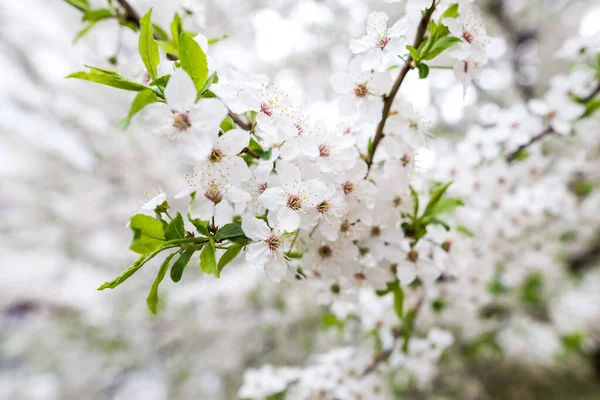 İlkbaharın başlarında kiraz eriği veya kirazdan oluşan beyaz çiçek dalları. İnanılmaz doğal bahar bayrağı ya da tebrik kartı, kartpostal, poster.