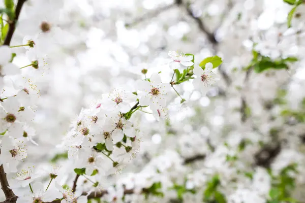 İlkbaharın başlarında kiraz eriği veya kirazdan oluşan beyaz çiçek dalları. İnanılmaz doğal bahar bayrağı ya da tebrik kartı, kartpostal, poster.