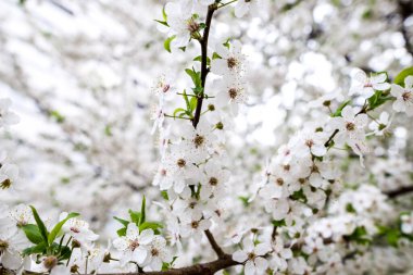 İlkbaharın başlarında kiraz eriği veya kirazdan oluşan beyaz çiçek dalları. İnanılmaz doğal bahar bayrağı ya da tebrik kartı, kartpostal, poster.