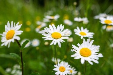 Papatya çiçeği tarlası. Doğada papatya çayı. Doğada güneşli bir günde papatya tarlası. Yaz günü papatya çiçekleri. 