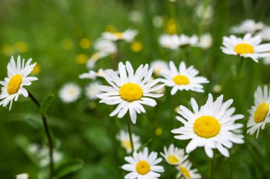 Papatya çiçeği tarlası. Doğada papatya çayı. Doğada güneşli bir günde papatya tarlası. Yaz günü papatya çiçekleri. 