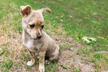 Bahçedeki küçük köpek yavrusu çimlerin üzerinde oturuyor. Küçük melez..