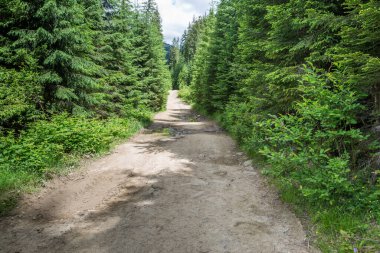 Dağlardaki ormandaki toprak yol. Karpatlar 'daki toprak arazi. Toprak yol dağ zirvelerine çıkıyor. Dağlarda yaz