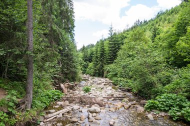  Dağlarda büyük taşlar olan bir nehir. Karpat dağları ve nehirleri. Orman ve kayalık kıyılar arasında su. Yaz güneşli.
