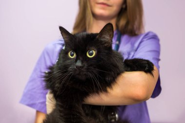 female veterinarian holding a black cat in her arms in the clinic