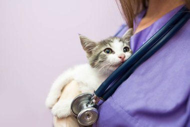 Female veterinarian with cute cat in clinic.Female veterinarian doctor is holding a cat on her hands