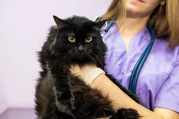 female veterinarian holding a black cat in her arms in the clinic