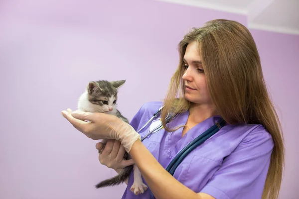 Female veterinarian with cute cat in clinic.Female veterinarian doctor is holding a cat on her hands