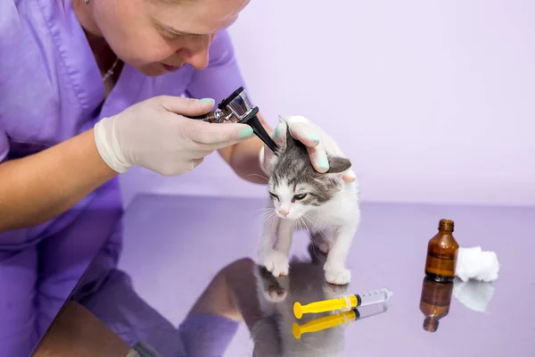 A veterinarian doctor checks the cat's ears with an otoscope in a veterinary clinic. Veterinary care for pets. Pet health.