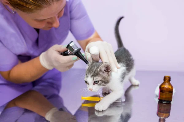 A veterinarian doctor checks the cat\'s ears with an otoscope in a veterinary clinic. Veterinary care for pets. Pet health.