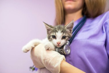 Female veterinarian with cute cat in clinic.Female veterinarian doctor is holding a cat on her hands