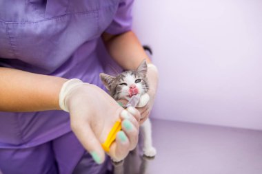 The veterinarian feeds the cat using a syringe. Concept of nursing a sick animal or food and vitamin supplements in the feed.A female veterinarian gives vitamins to a small cat with a syringe.