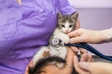Veterinary examination of cat with stethoscope in clinic.Photo of a veterinarian listening with a stethoscope to a cat at an appointment in a veterinary clinic. Animal care concept