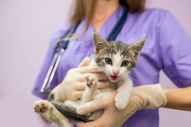 Female veterinarian with cute cat in clinic.Female veterinarian doctor is holding a cat on her hands