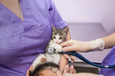 Veterinary examination of cat with stethoscope in clinic.Photo of a veterinarian listening with a stethoscope to a cat at an appointment in a veterinary clinic. Animal care concept