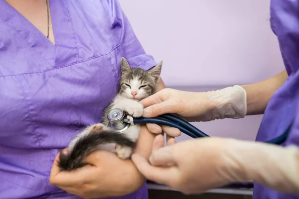 Veterinary examination of cat with stethoscope in clinic.Photo of a veterinarian listening with a stethoscope to a cat at an appointment in a veterinary clinic. Animal care concept