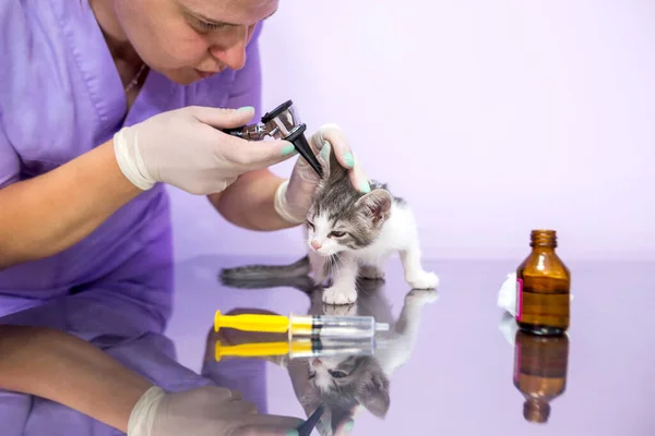Veterinarian Doctor Checks Cat Ears Otoscope Veterinary Clinic Veterinary Care — ストック写真