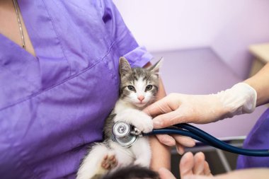 Veterinary examination of cat with stethoscope in clinic.Photo of a veterinarian listening with a stethoscope to a cat at an appointment in a veterinary clinic. Animal care concept