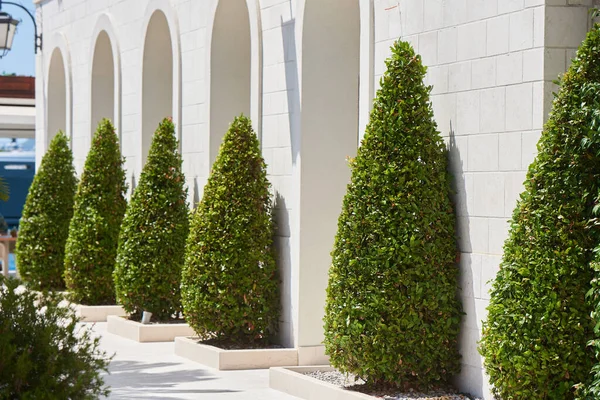 Trimmed bushes against a wall along a building in Europe