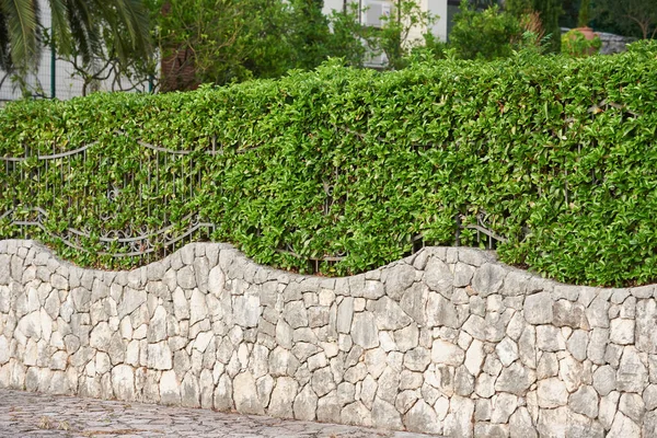 Valla de piedra con seto en una casa privada —  Fotos de Stock