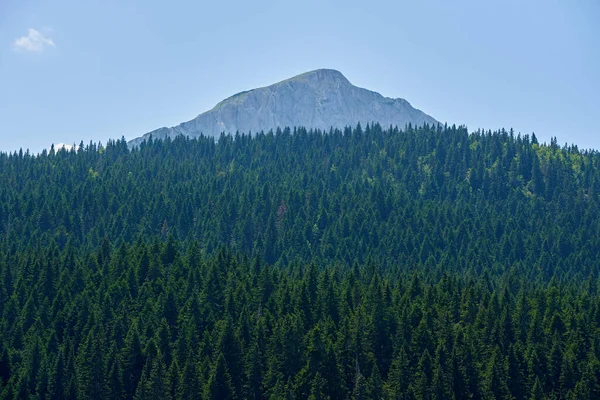 Floresta conífera densa e pico de montanha em Montenegro — Fotografia de Stock