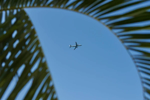 Passagiersvliegtuig in blauwe lucht en palmtak — Stockfoto