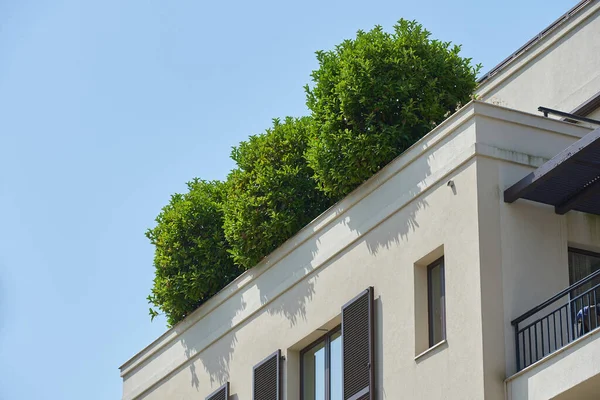 Frodige grønne buske vokser på taget af bygningen - Stock-foto