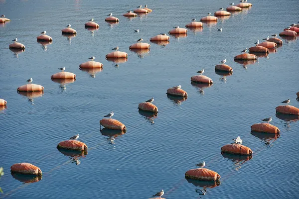 Mewy siedzą na beczkach hodowli ostryg w morzu — Zdjęcie stockowe
