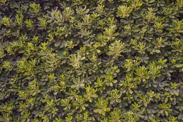 Pittosporum textura de setos, exuberante follaje arbusto —  Fotos de Stock