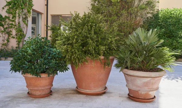 Grandes ollas de arcilla con plantas al aire libre para la decoración — Foto de Stock