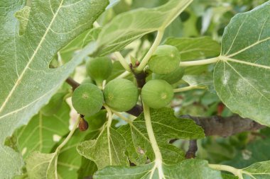 Ağaçta olgunlaşmış yeşil incirler, yakın plan.