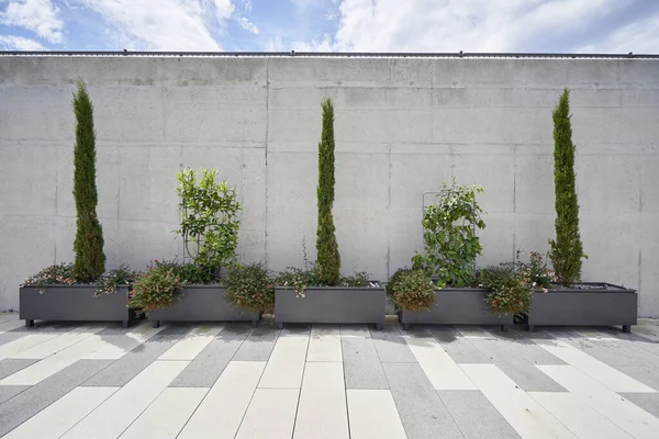 Thuja y arbustos en macetas grandes contra la pared — Foto de Stock