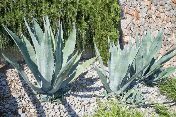 Velké keře americké agave v domácí zahradě — Stock fotografie