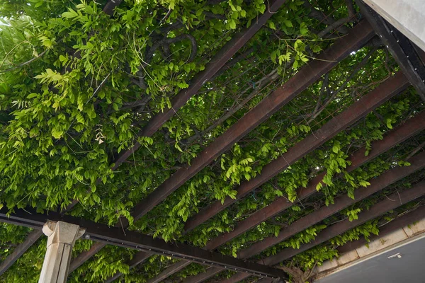 Pergola baldachýn zarostlý horolezeckými rostlinami — Stock fotografie