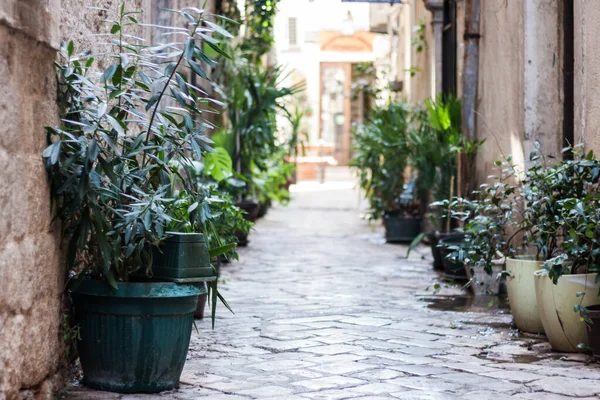 Antigua Calle Edificio Histórico Casco Antiguo Kotor Montenegro Europa Mar — Foto de Stock