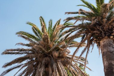 Mavi gökyüzü palmiyesi