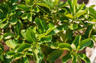 Çalılıklarda yeşil yapraklar