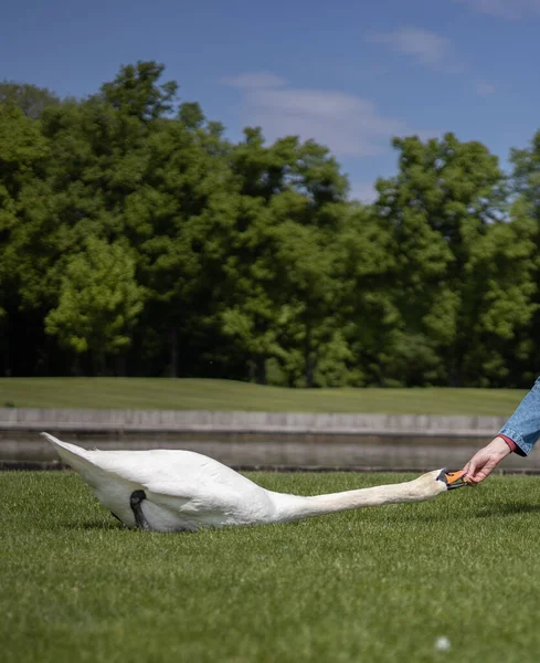 çocuk kuğuyla oynuyor.