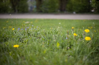 Çimlerde sarı karahindibalar