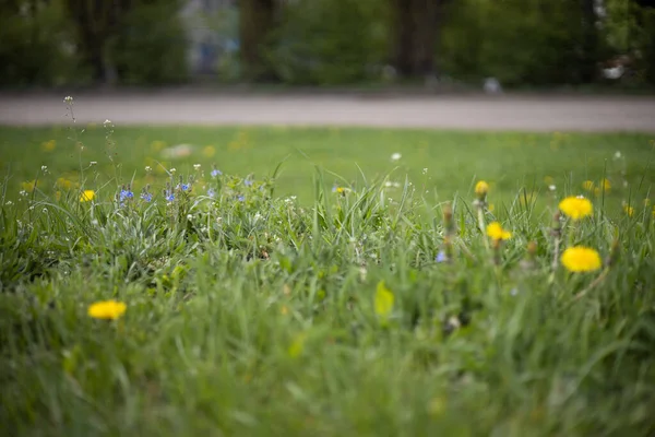 Çimlerde sarı karahindibalar