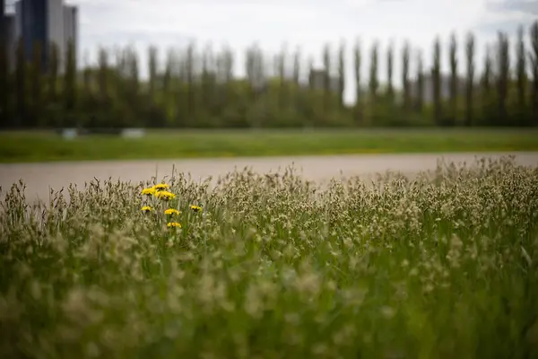 Çiçek tarlası. Karahindiba.