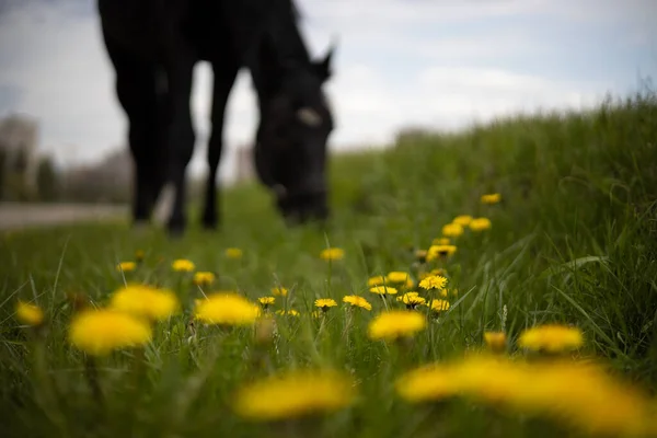 Çayır karahindibalarında at