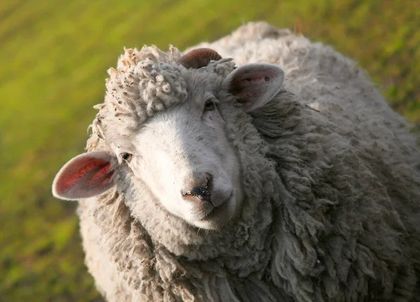 Çayırda otlu bir koyun.