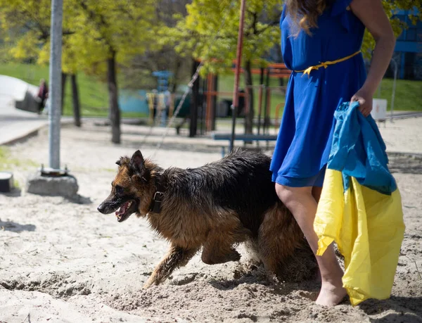 Alman çoban köpeği kaçıyor.