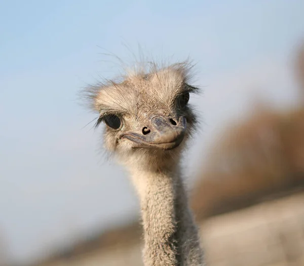 Mavi bir devekuşu portresi.